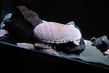 サンシャイン水族館に投稿された画像（2025/8/25）