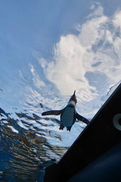 サンシャイン水族館に投稿された画像（2025/8/25）