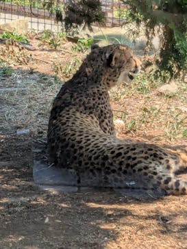 群馬サファリパークに投稿された画像（2025/8/25）