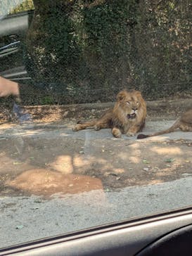 群馬サファリパークに投稿された画像（2025/8/25）