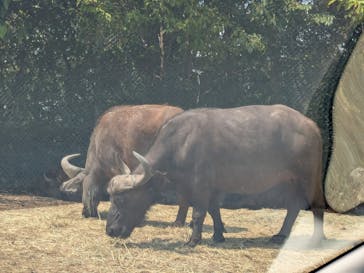 群馬サファリパークに投稿された画像（2025/8/25）