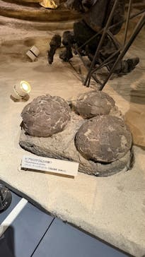 国立科学博物館に投稿された画像（2025/8/25）