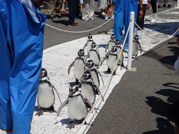 越前松島水族館に投稿された画像（2025/8/25）