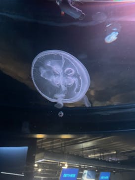 京都水族館に投稿された画像（2025/8/25）