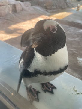 京都水族館に投稿された画像（2025/8/25）
