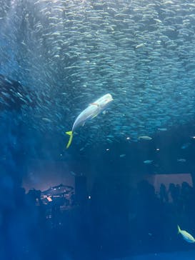 名古屋港水族館に投稿された画像（2025/8/25）