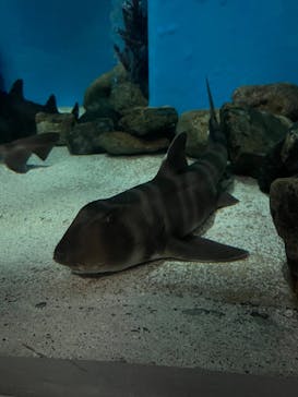 名古屋港水族館に投稿された画像（2025/8/25）