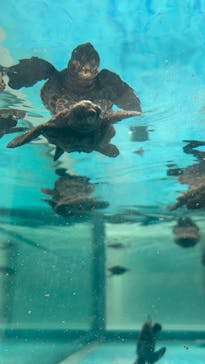 名古屋港水族館に投稿された画像（2025/8/25）