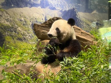 恩賜上野動物園に投稿された画像（2025/8/25）