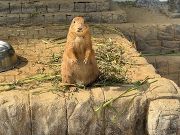 伊豆シャボテン動物公園に投稿された画像（2025/8/25）