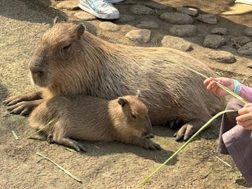 伊豆シャボテン動物公園に投稿された画像（2025/8/25）