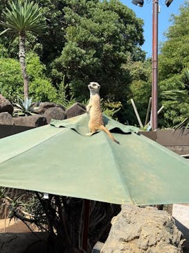 伊豆シャボテン動物公園に投稿された画像（2025/8/25）