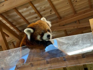 伊豆シャボテン動物公園に投稿された画像（2025/8/25）