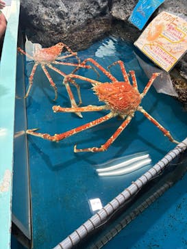 竹島水族館に投稿された画像（2025/8/25）