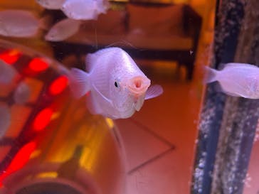 横浜開運水族館 フォーチュンアクアリウムに投稿された画像（2025/8/25）