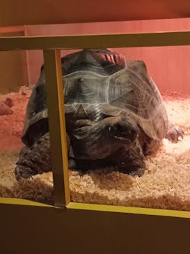 リトルモンスター展～「うゎっ」と「ぅわぁ～」のいきものたち～ @新潟県立自然科学館に投稿された画像（2025/8/25）