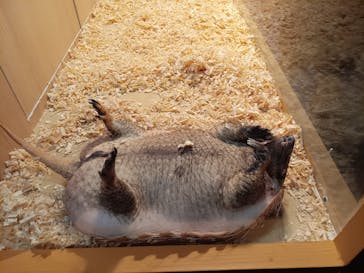 リトルモンスター展～「うゎっ」と「ぅわぁ～」のいきものたち～ @新潟県立自然科学館に投稿された画像（2025/8/25）