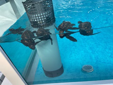 名古屋港水族館に投稿された画像（2025/8/25）