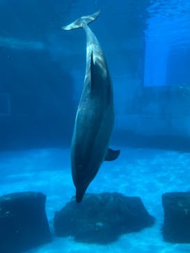 名古屋港水族館に投稿された画像（2025/8/25）