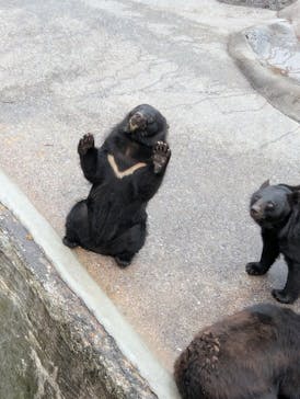 奥飛騨クマ牧場に投稿された画像（2025/8/25）