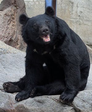 奥飛騨クマ牧場に投稿された画像（2025/8/25）