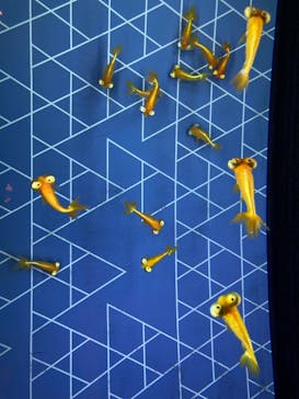 すみだ水族館に投稿された画像（2025/8/25）