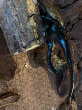 JOYPOLIS 特別イベントスペースに投稿された画像（2025/8/25）