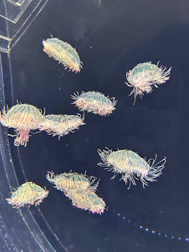 仙台うみの杜水族館に投稿された画像（2025/8/25）