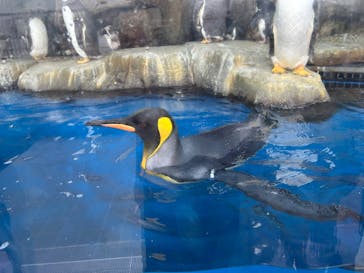 仙台うみの杜水族館に投稿された画像（2025/8/25）
