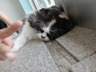 Moff animal cafe iias つくば店に投稿された画像（2025/8/25）