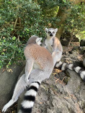 伊豆シャボテン動物公園に投稿された画像（2025/8/25）