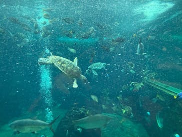 箱根園水族館に投稿された画像（2025/8/25）