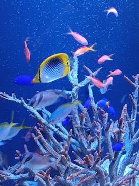 上越市立水族博物館 うみがたりに投稿された画像（2025/8/26）