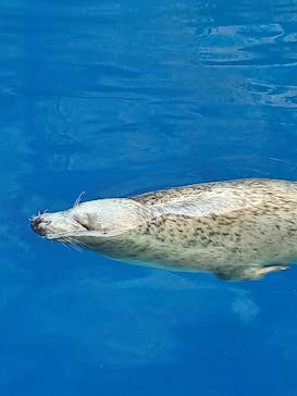 上越市立水族博物館 うみがたりに投稿された画像（2025/8/26）