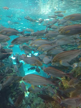 上越市立水族博物館 うみがたりに投稿された画像（2025/8/26）