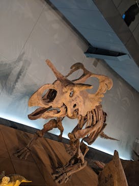 福井県立恐竜博物館に投稿された画像（2025/8/26）