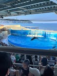 新江ノ島水族館に投稿された画像（2025/8/26）