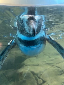 新江ノ島水族館に投稿された画像（2025/8/26）