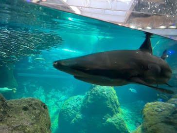 新江ノ島水族館に投稿された画像（2025/8/26）