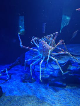 サンシャイン水族館に投稿された画像（2025/8/26）