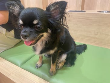 いぬカフェRio 浅草店に投稿された画像（2025/8/26）