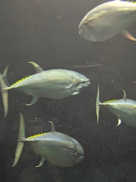 葛西臨海水族園に投稿された画像（2025/8/26）