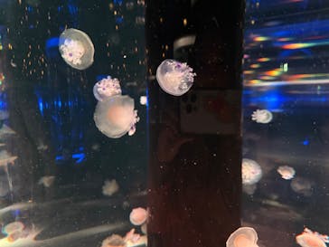 マクセル アクアパーク品川に投稿された画像（2025/8/26）