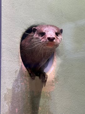 マクセル アクアパーク品川に投稿された画像（2025/8/26）