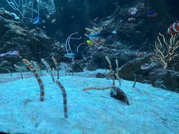 マクセル アクアパーク品川に投稿された画像（2025/8/26）