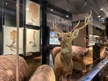 国立科学博物館に投稿された画像（2025/8/26）