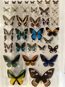 国立科学博物館に投稿された画像（2025/8/26）