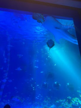 のとじま水族館に投稿された画像（2025/8/26）