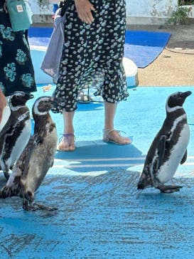 のとじま水族館に投稿された画像（2025/8/26）