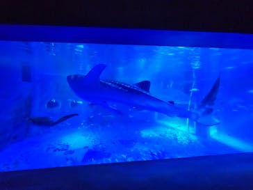 のとじま水族館に投稿された画像（2025/8/26）